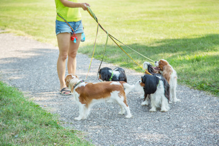 Woman walking a pack of small dogs in park